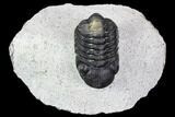 Bargain, Austerops Trilobite - Nice Eye Facets #105997-1
